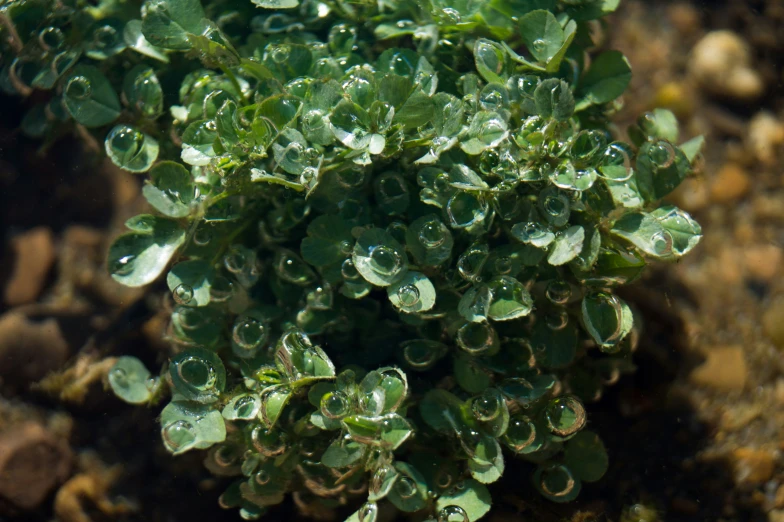 this is an image of green plants that are wet