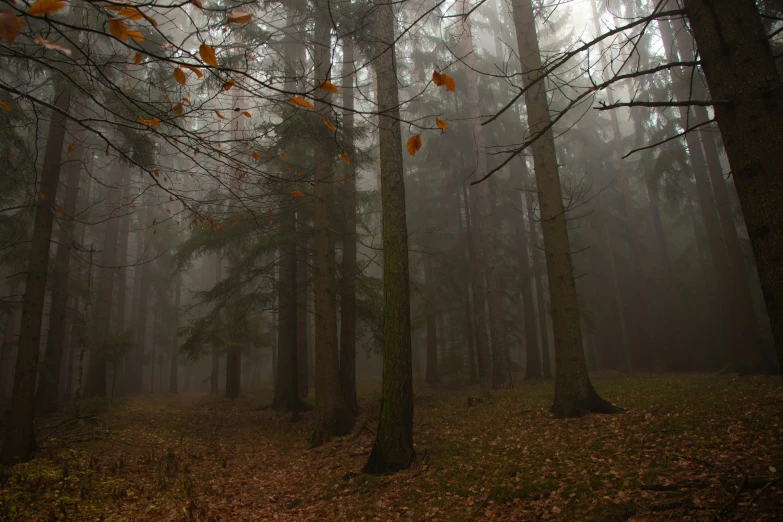 an image of a wooded area that is filled with leaves