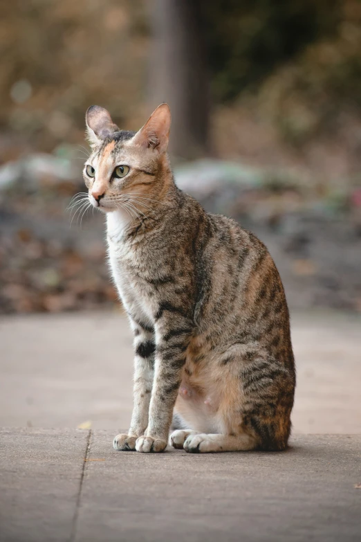 small cat sitting on the ground next to some trees