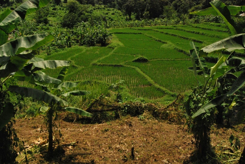 a field with trees and vegetation in it