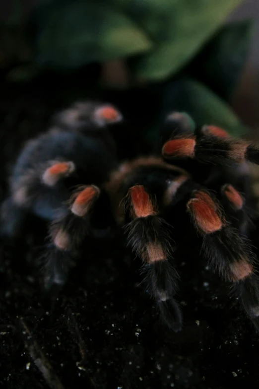 a close up of a spider crawling on the ground