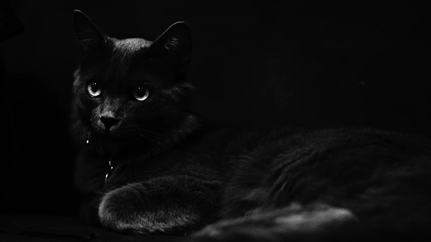 black cat sitting in the dark and making weird faces