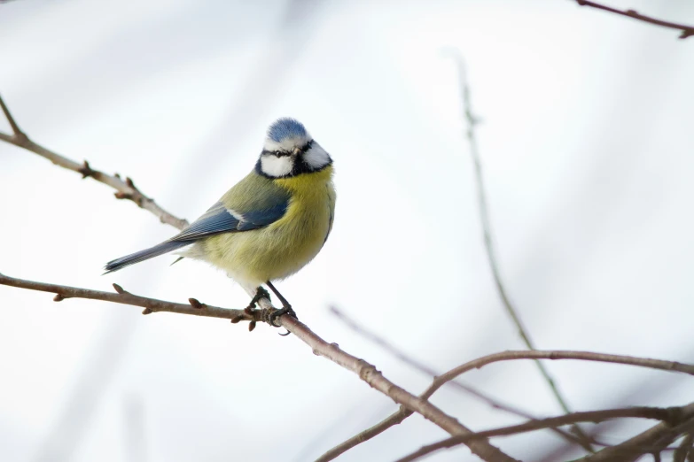 a blue bird perched on top of a nch