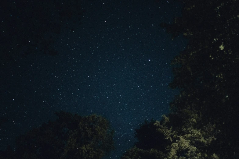 a forest filled with lots of green trees under a night sky