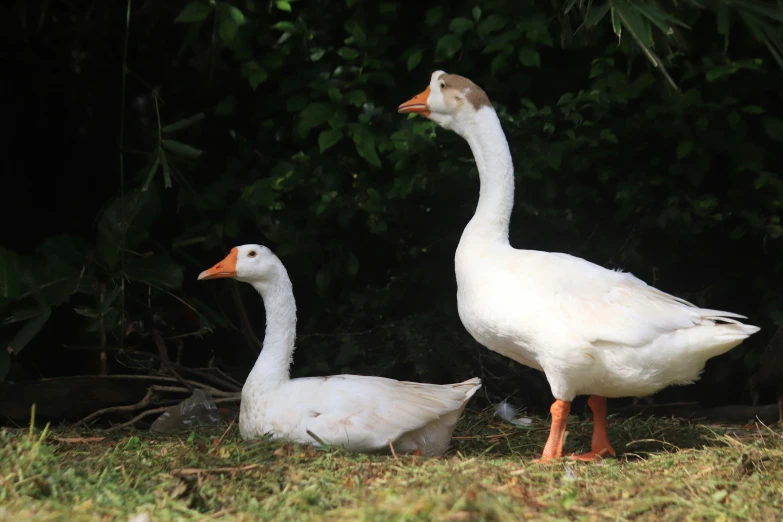 two white ducks next to each other in the grass