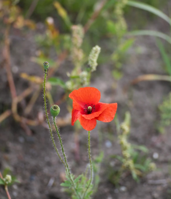 a small red flower sits alone in the wild