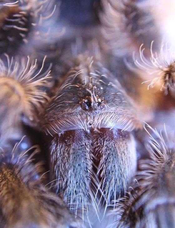 closeup of an insect's eyes and head