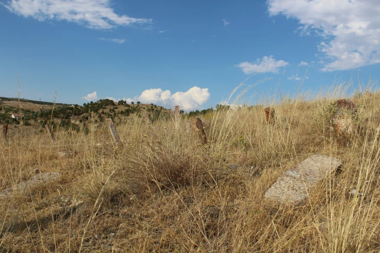 a dog in the middle of a grassy field