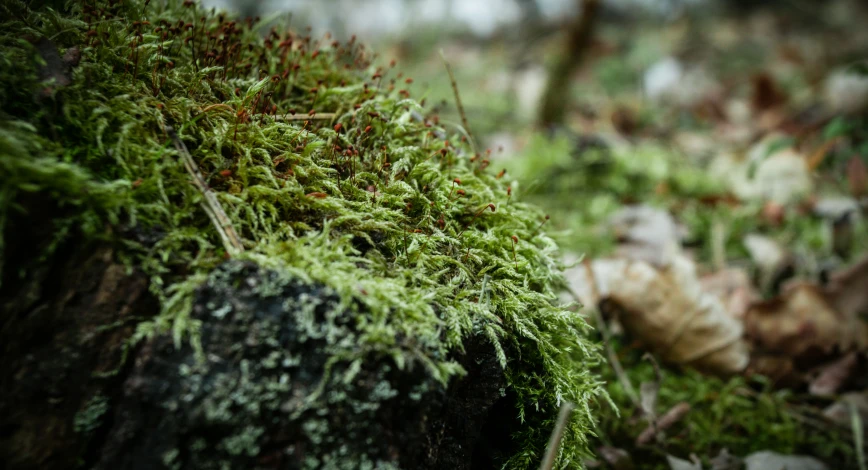 a patch of moss growing on a log