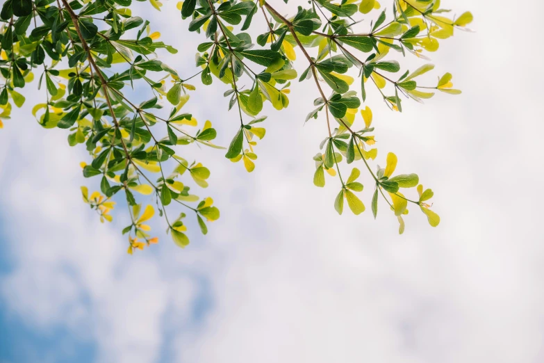 a view of tree leaves from below against cloudy sky