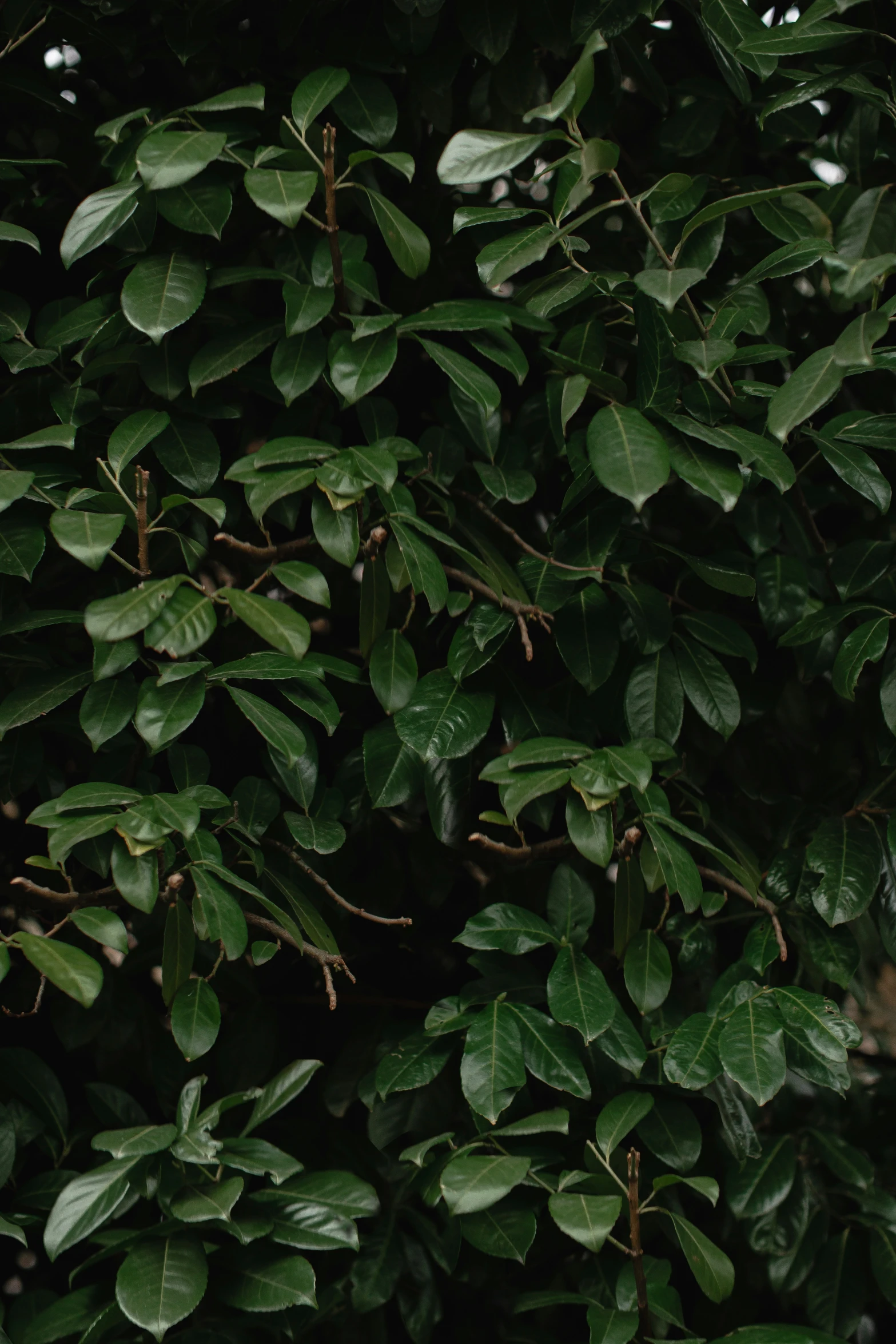 leaves with dark green centers in the background