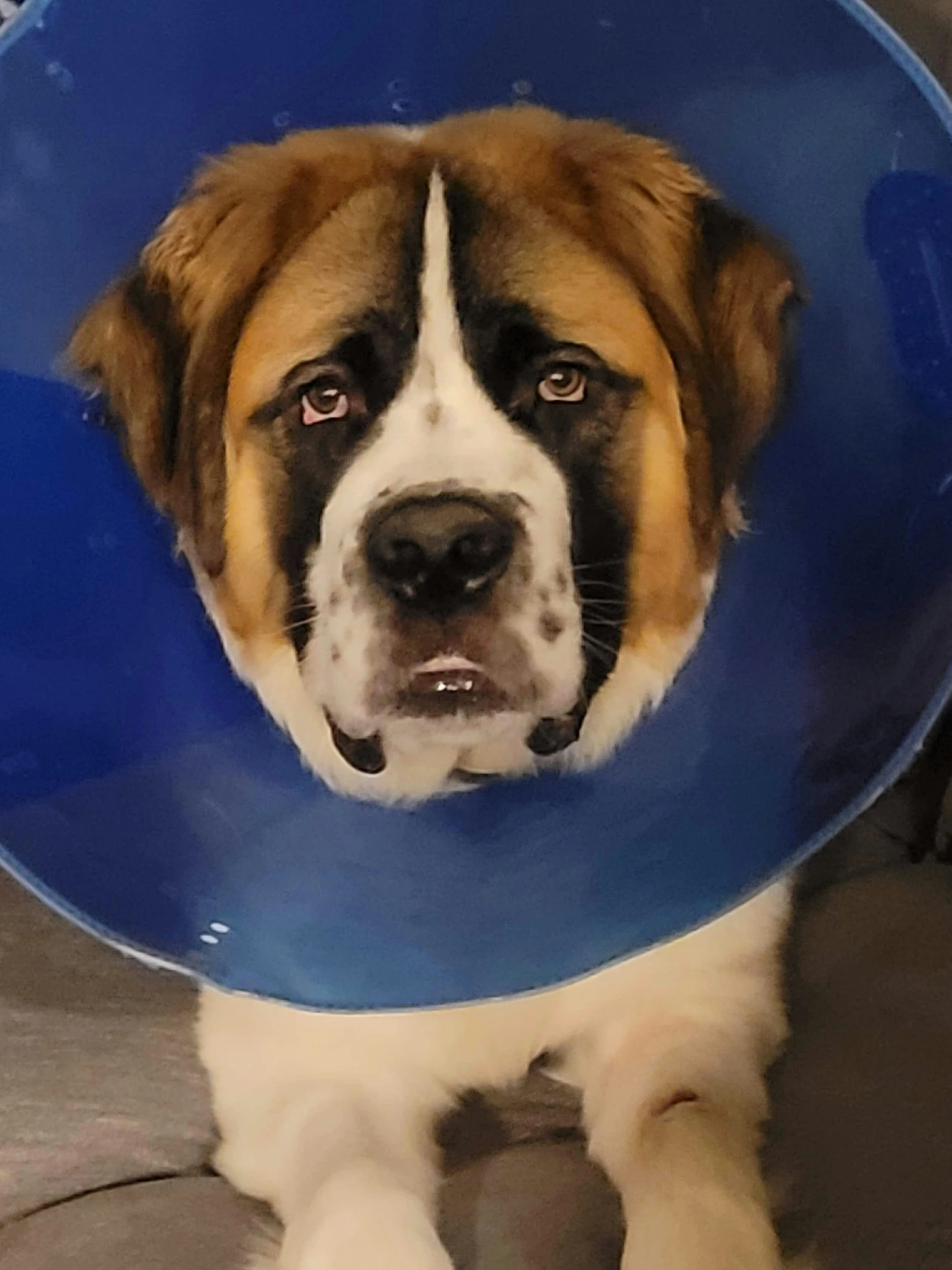 dog with cone collar on head lying on rug