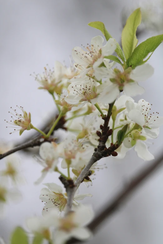 a tree nch with white blossoms and leaves on it