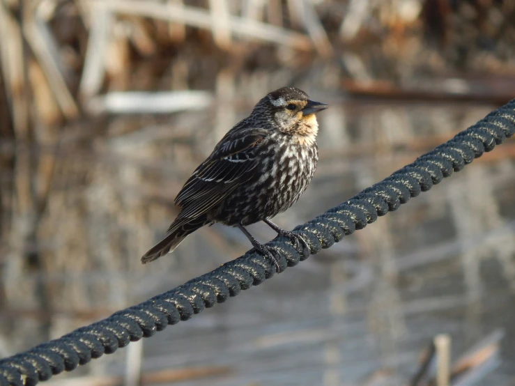 a bird perched on a rope near a fence