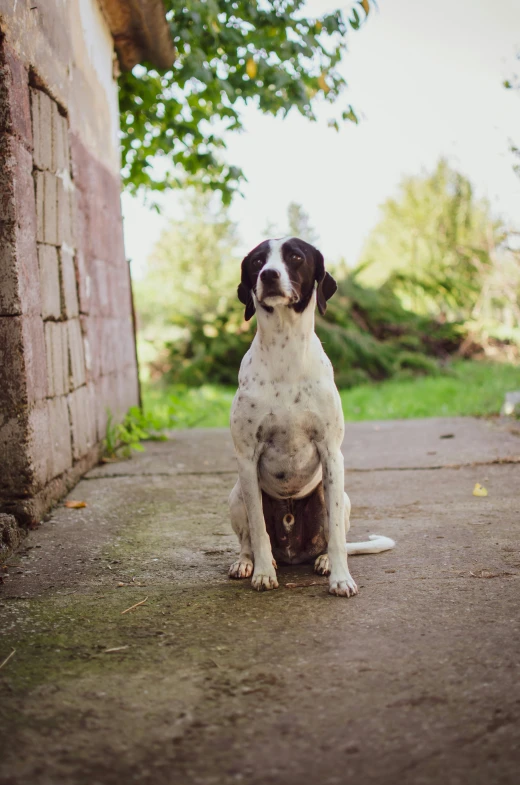 a large black and white dog sits outside of an old building