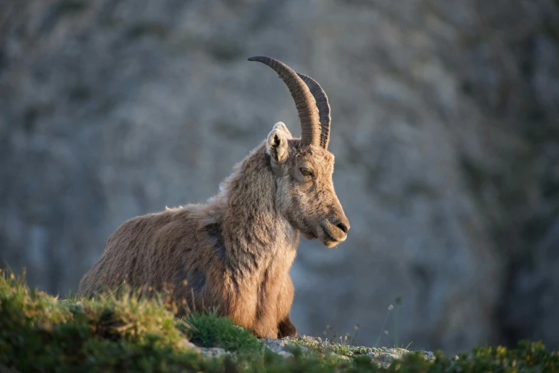 there is a ram sitting in the brush