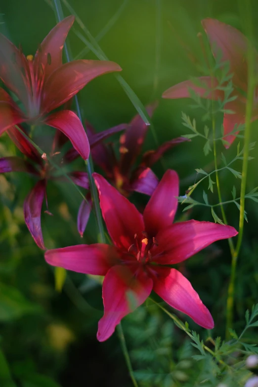 red flowers with long stems in a garden