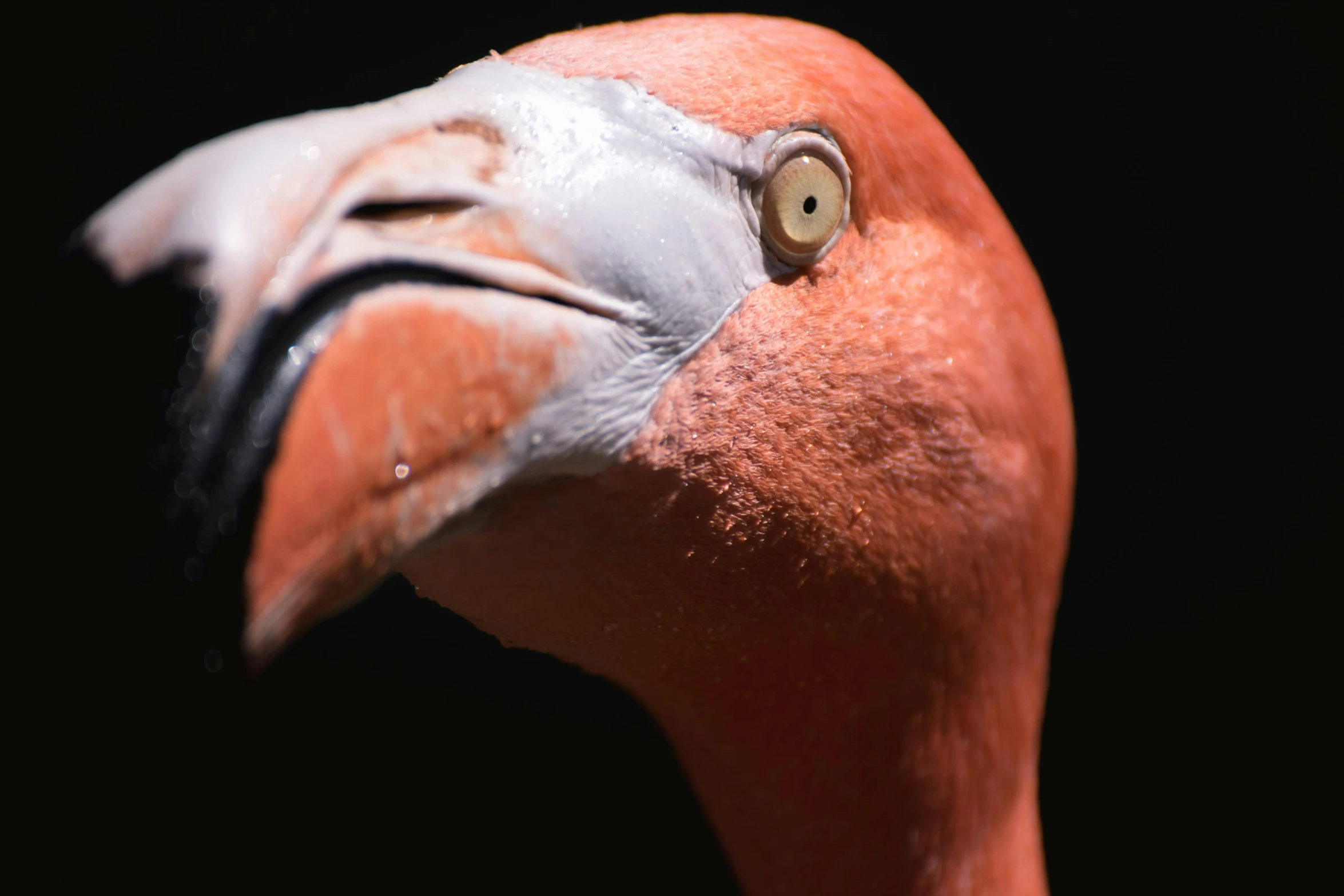 an ugly pink bird looking down with its eyes opened