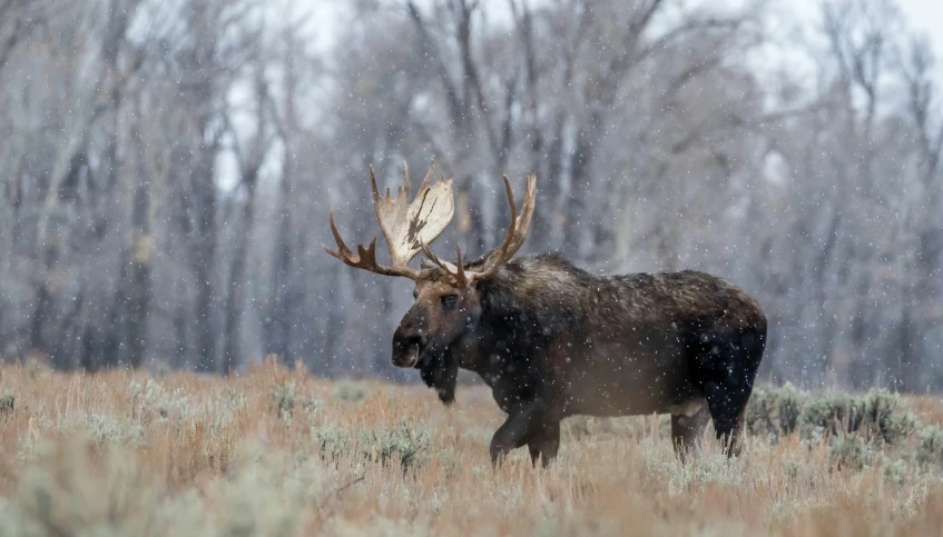 an elk walking in the snow across a field