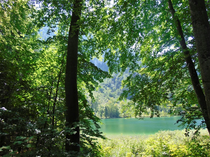 trees surrounding a lake in the forest