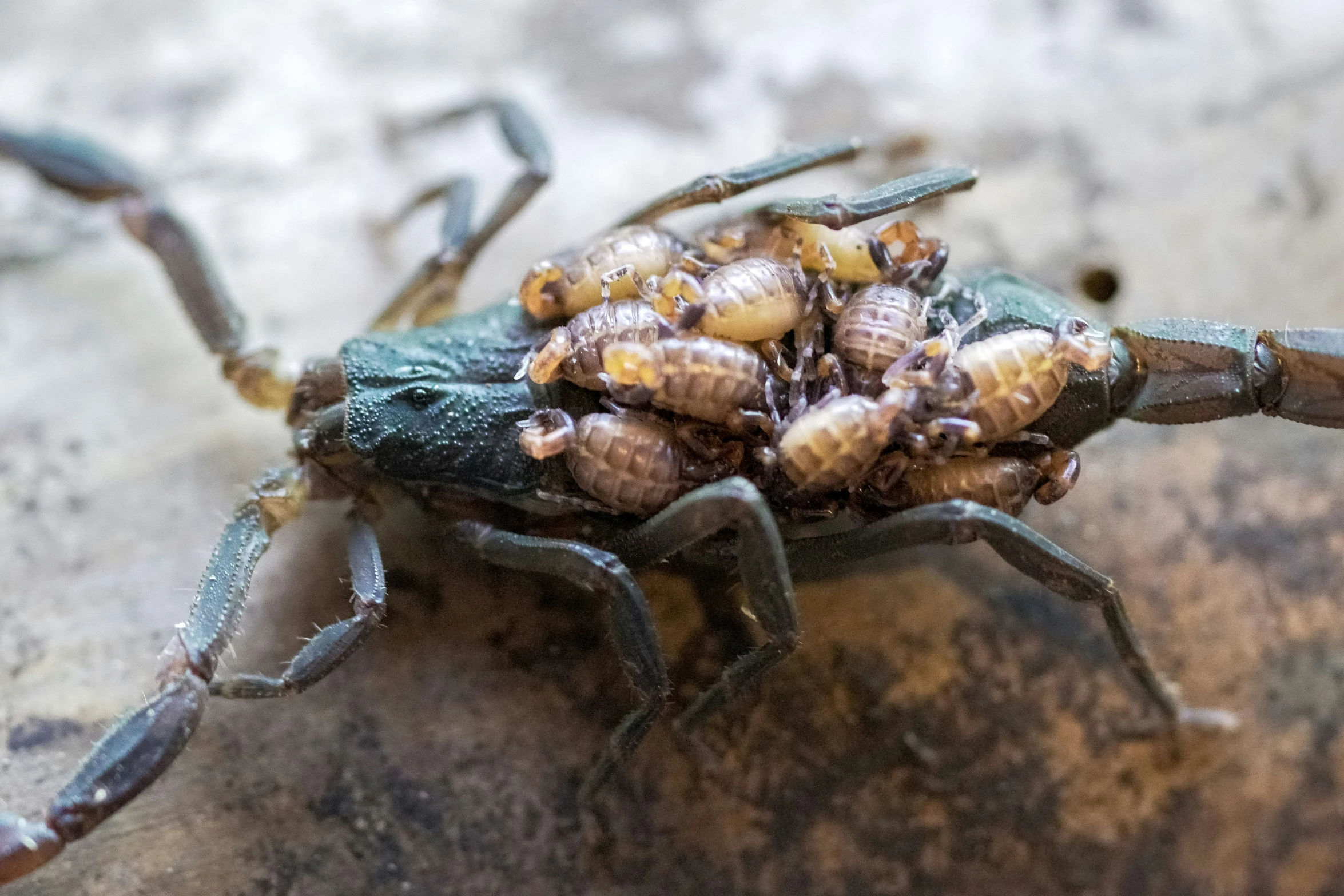 a small bug that is laying on top of a piece of wood