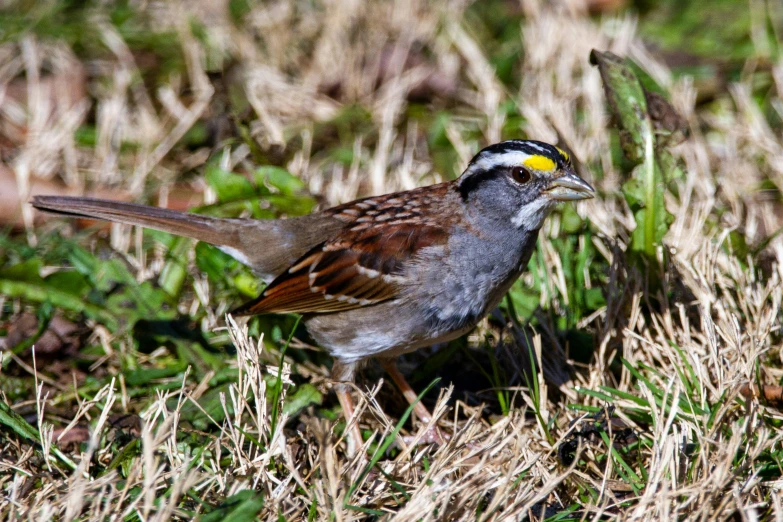 a bird standing in grass with short yellow and brown feathers