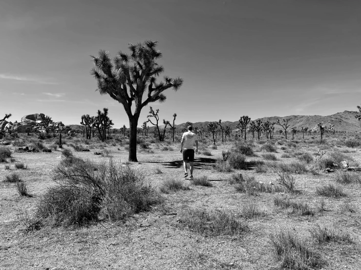 a man standing under a large tree in the desert