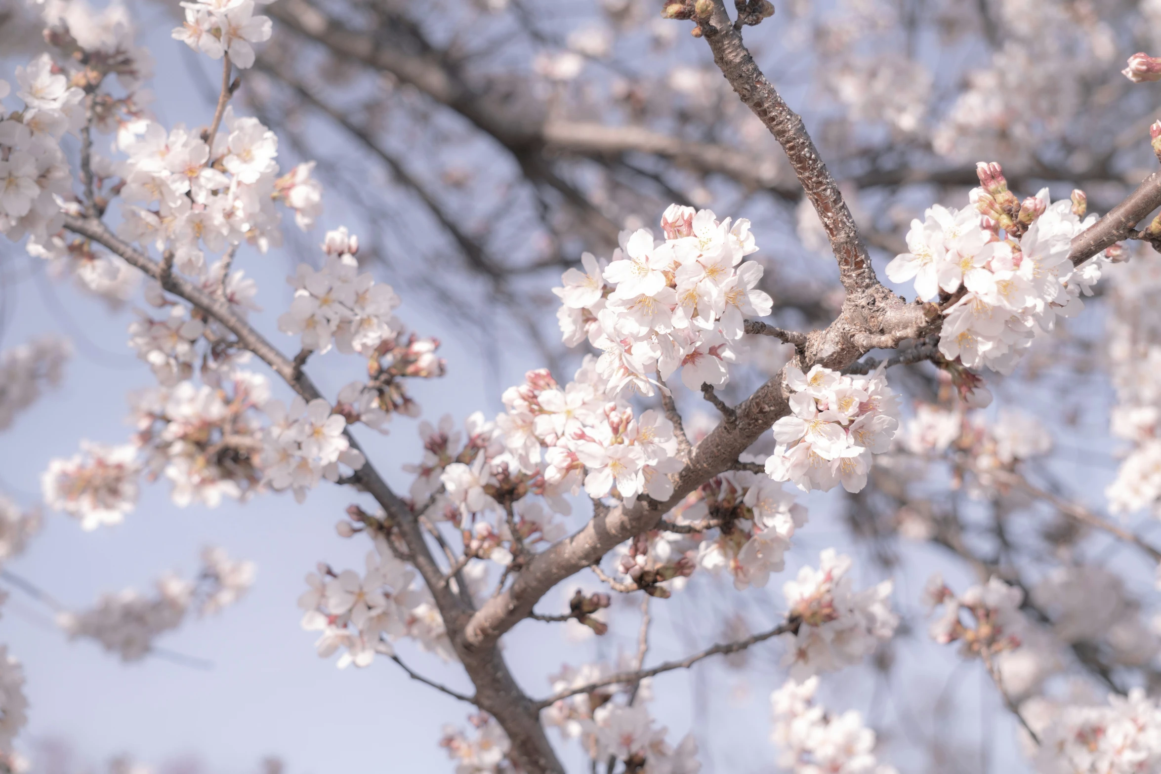 an almost blooming tree nch on a clear day