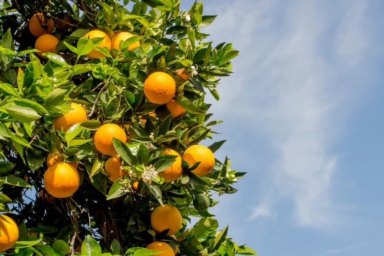 orange tree full of ripe fruit against a clear blue sky