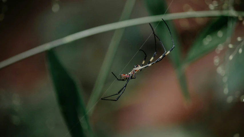 a large black and yellow spider in the middle of green grass