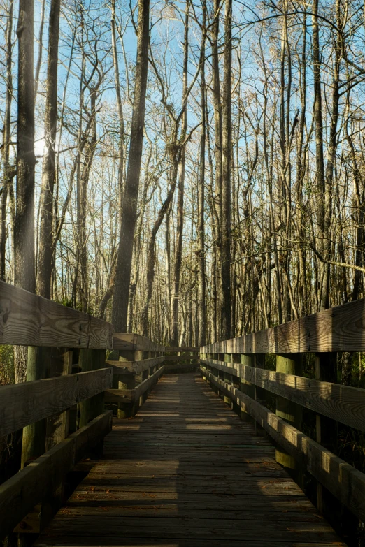 a long and empty wooden boardwalk is in the woods