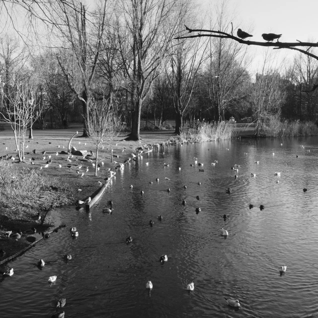 black and white po of many ducks in a pond