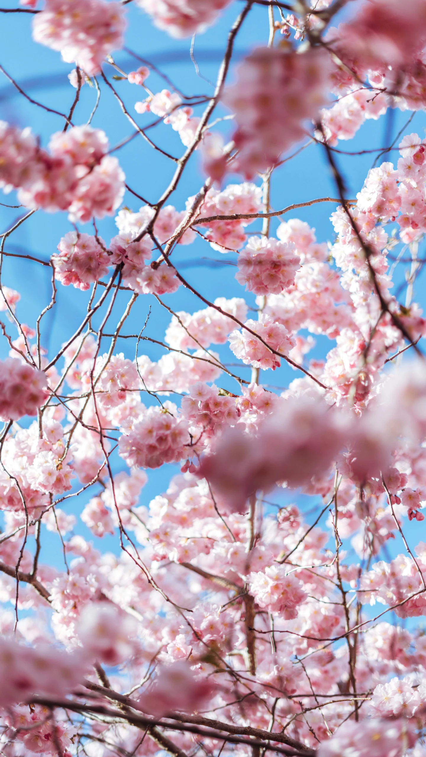 pink flowers growing on the nches of cherry trees