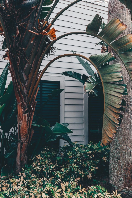 banana tree and large leaves by a house