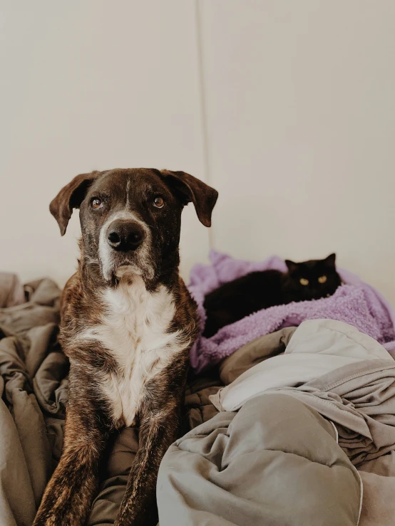 a dog and a cat sitting on a bed