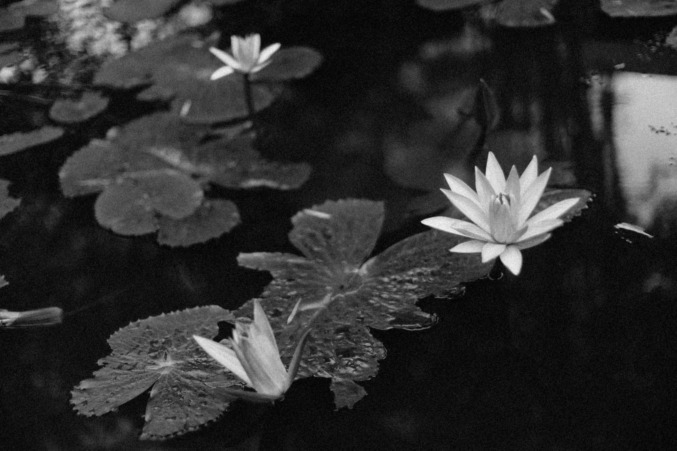 black and white image of water lillies in a pond