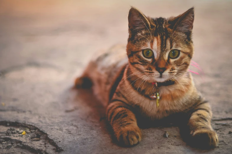 a tiger cat laying on the ground