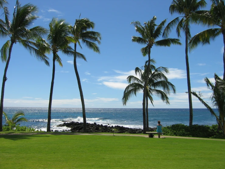 a field of grass on a beach next to the ocean