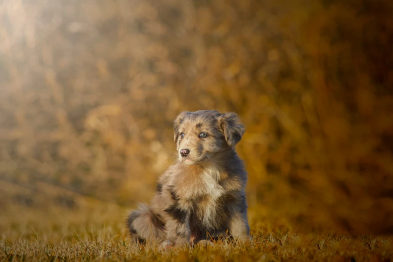 the furry dog is sitting in the grass