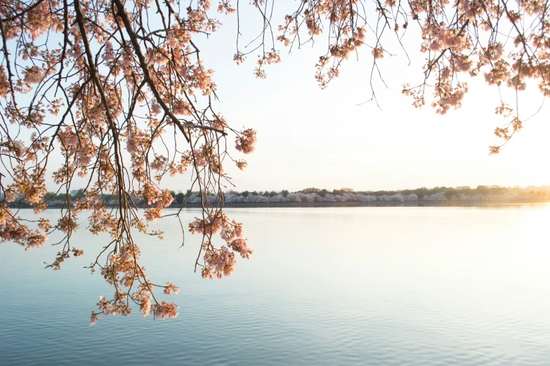 view of a lake and a few trees with some pink flowers