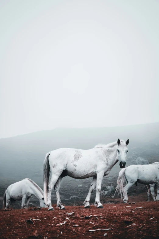 there are several horses standing in the fog