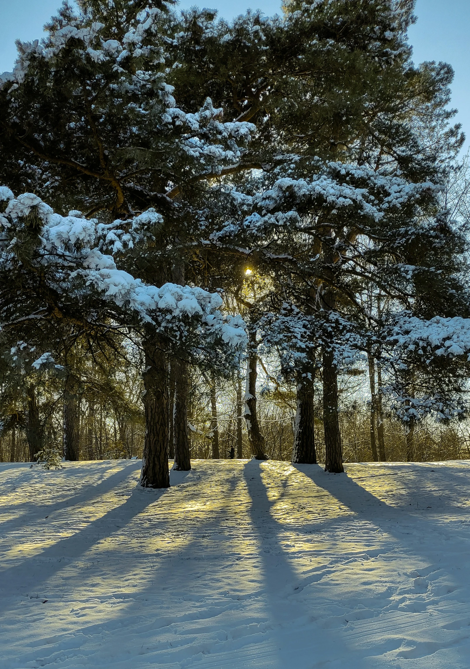 trees and snow at dusk in winter with the sun shining on the ground