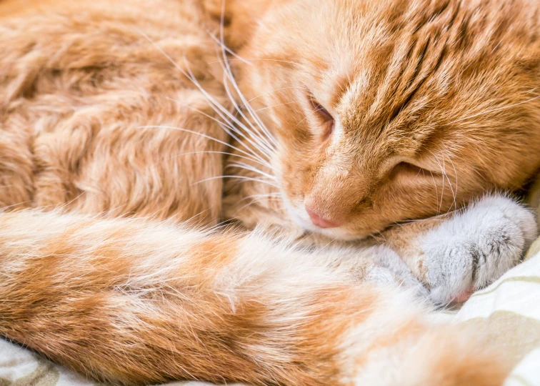 an orange cat laying down on a bed