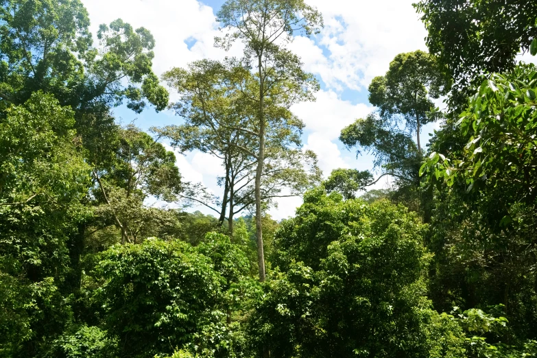 the sky is over a tree covered forest