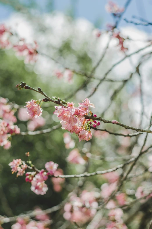 pink flowers blooming on the nches of trees