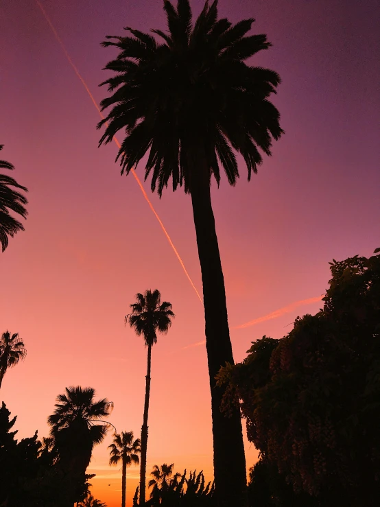 three palm trees in the foreground with an airplane in the sky behind them