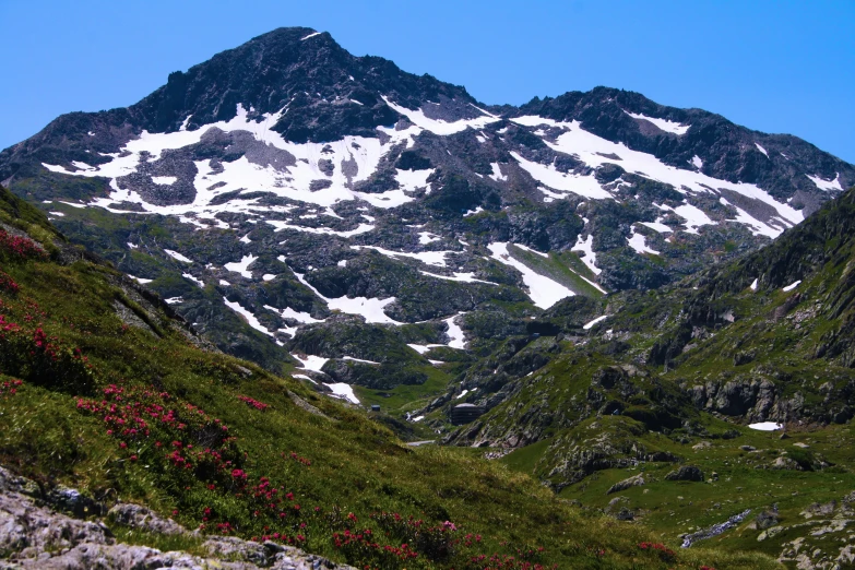 red flowers bloom near the high mountains in spring