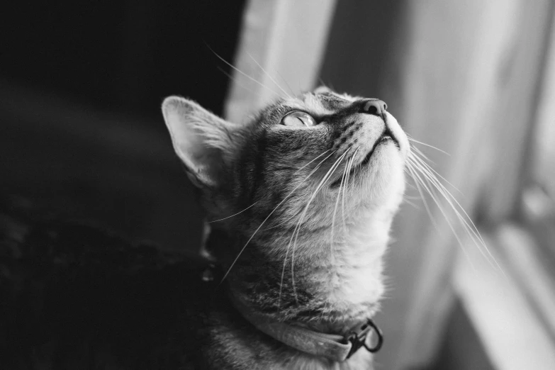 black and white pograph of a cat looking up