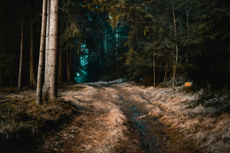 a trail winds through the woods with tall trees