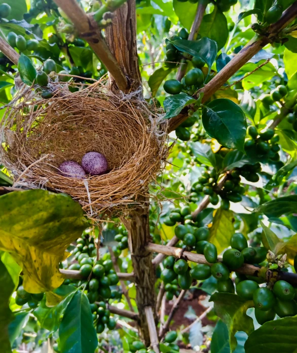 two eggs are in a bird nest on a tree nch